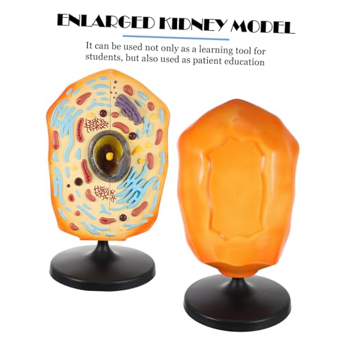 FIXOSHEE Anatomisches Tierzellmodell aus Lebensecht und Langlebig Biologisches Lehrmodell für Schule und Labor Anschauliches Unterrichtsmaterial zur Zellanatomie für Biologieunterricht und FIXOSHEE Anatomisches Tierzellmodell aus Lebensecht und Langlebig Biologisches Lehrmodell für Schule und Labor Anschauliches Unterrichtsmaterial zur Zellanatomie für Biologieunterricht und von FIXOSHEE