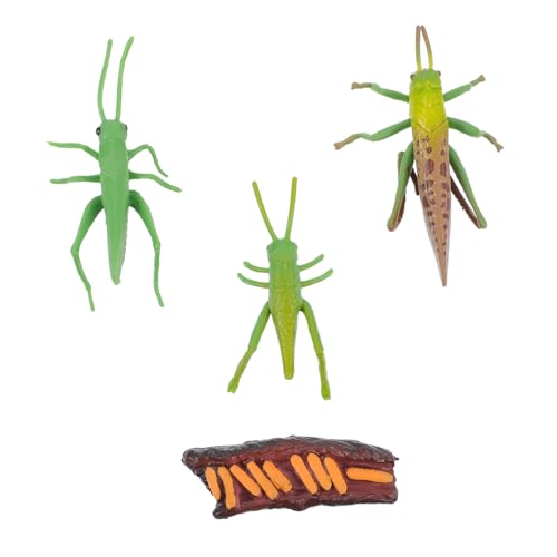 FIXOSHEE Lebenszyklus Insekten Modellspielzeug Realistische Kricket Figuren mit Einzigartiger Strukturierter Oberfläche Pädagogisches Wachstumszyklus Modell Garten Dekoration und von FIXOSHEE