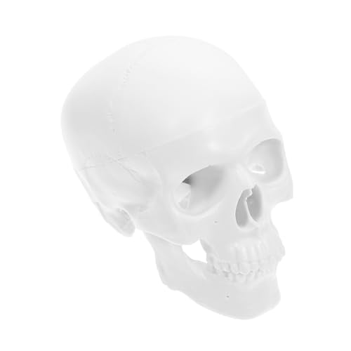 FIXOSHEE Miniatur Anatomisches Schädelmodell Kunststoff Abnehmbar Detailliertes Menschlicher Schädel Für Zeichnen Lernen Halloween Dekoration Und Studienzwecke von FIXOSHEE