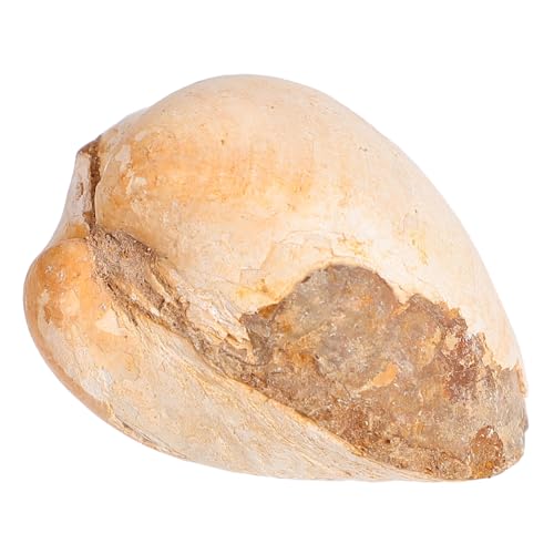 FIXOSHEE Paleontologisches Muschelfossil Modell Natürliche Deko Wissenschaftliches Lehrmaterial Meereskunde Sammlerstück für Bildung FIXOSHEE Paleontologisches Muschelfossil Modell Natürliche Deko Wissenschaftliches Lehrmaterial Meereskunde Sammlerstück für Bildung von FIXOSHEE