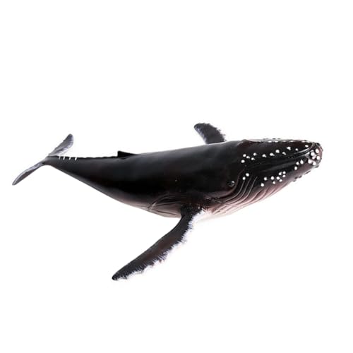 FIXOSHEE Realistisches Humpback Whale Modell aus Hochwertigem Kunststoff Kindgerechtes und Dekoratives Meereslebewesen für Zuhause Büro Kreative Sammlung und Lernhilfe FIXOSHEE Realistisches Humpback Whale Modell aus Hochwertigem Kunststoff Kindgerechtes und Dekoratives Meereslebewesen für Zuhause Büro Kreative Sammlung und Lernhilfe von FIXOSHEE