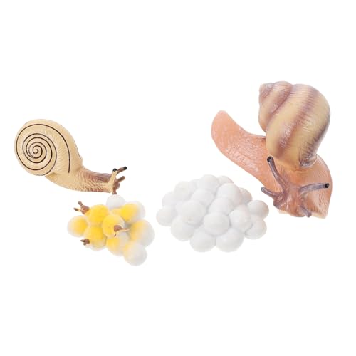 FIXOSHEE Realistisches Schnecken wachstumszyklus Modell aus Langlebigem Kunststoff Pädagogisches Lernspielzeug für Kognitiven Entwicklung Dekoratives Display Ornament von FIXOSHEE