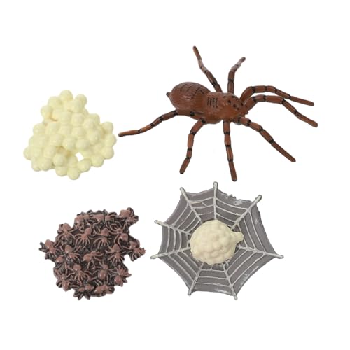 FIXOSHEE Realistisches Spinnen lebenszyklus Modell Umweltfreundlich Detailgetreu Pädagogisches Insekten tierfiguren für Lernmodell zur Naturkunde und Dekoration FIXOSHEE Realistisches Spinnen lebenszyklus Modell Umweltfreundlich Detailgetreu Pädagogisches Insekten tierfiguren für Lernmodell zur Naturkunde und Dekoration von FIXOSHEE