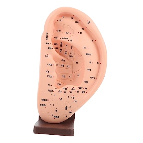 FONDOTIN Ear Massage Acupoint Modell mit Sockel Realistisches Ohrmodell zur Akupunktur und Reflexzonenlehre Detailgetreues Lehrmittel für Massage und Ohrakupunktur Langlebiges FONDOTIN Ear Massage Acupoint Modell mit Sockel Realistisches Ohrmodell zur Akupunktur und Reflexzonenlehre Detailgetreues Lehrmittel für Massage und Ohrakupunktur Langlebiges von FONDOTIN