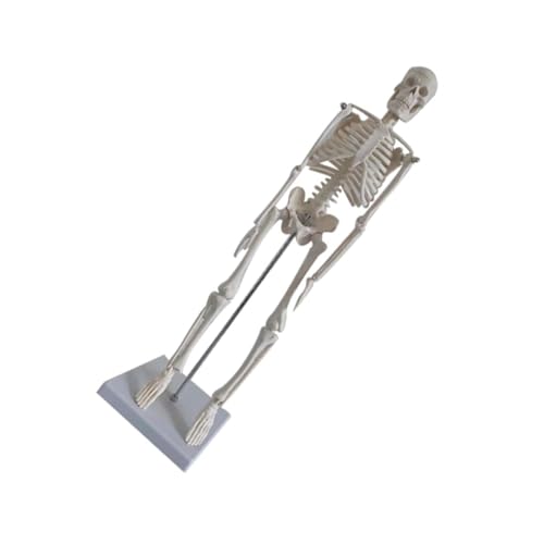 FONDOTIN PVC Skelettmodell mit Beweglichen Armen Anatomisches Lehrmodell für Medizin und Unterricht Humaner Körper Geeignet für Schule Universität und Praxis von FONDOTIN