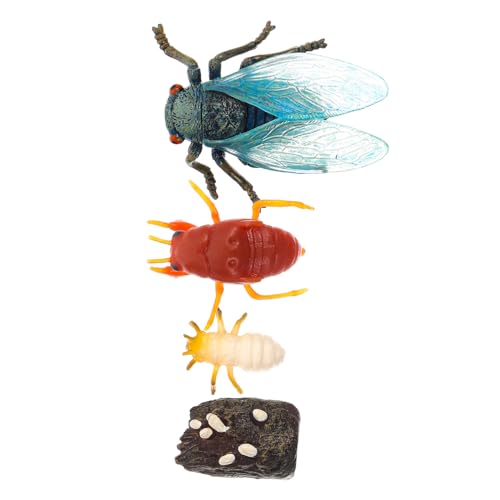 FONDOTIN Realistisches Zikaden Wachstumszyklus Modellset Tragbares Lernspielzeug für Pädagogisches Naturwissenschafts Kunsthandwerk Vielseitig als Dekoration und Lehrmittel Geeignet FONDOTIN Realistisches Zikaden Wachstumszyklus Modellset Tragbares Lernspielzeug für Pädagogisches Naturwissenschafts Kunsthandwerk Vielseitig als Dekoration und Lehrmittel Geeignet von FONDOTIN