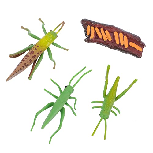 FOYTOKI 1 Satz Simulation Insekten Lebenszyklus Modell Realistische Garten Dekoration und Lernspielzeug für Wachstumsphasen Bildung und Spaß für Ganze Familie von FOYTOKI