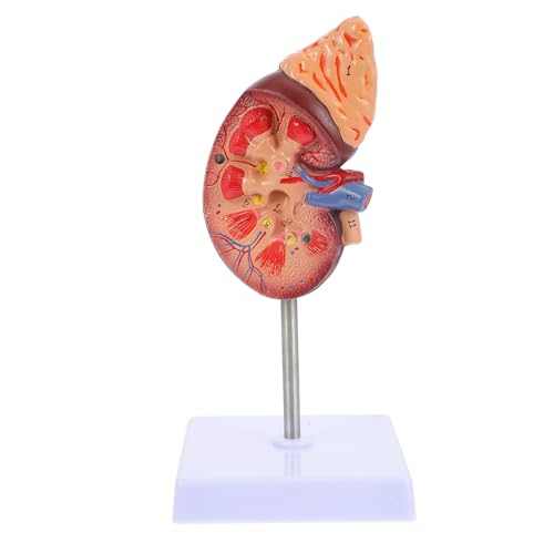 FOYTOKI Lebensgroßes Anatomisches Lehrdisplay Abnehmbar Teile Detailreiche für Schule Unterricht und Patientenorientierte FOYTOKI Lebensgroßes Anatomisches Lehrdisplay Abnehmbar Teile Detailreiche für Schule Unterricht und Patientenorientierte von FOYTOKI
