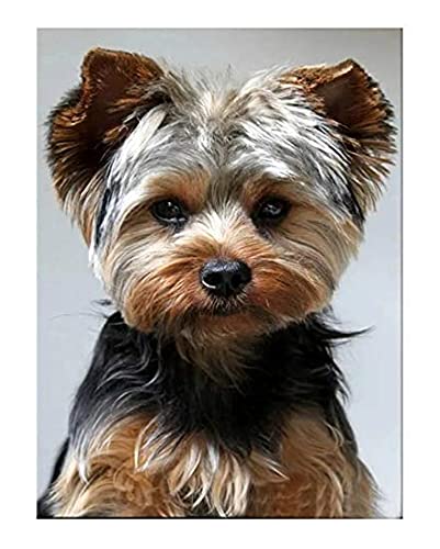 2000-teiliges Puzzle Yorkshire Terrier Süßer Hund Tierhobbys Interaktive Familienspiele Px2000Yk 100x70CM von FPTZL