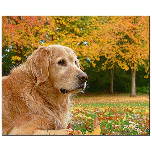 DIY Großes Hunde-Puzzle für Erwachsene 2000 Teile Kunst Golden Retriever Hund Herbstblätter N47 100x70CM DIY Großes Hunde-Puzzle für Erwachsene 2000 Teile Kunst Golden Retriever Hund Herbstblätter N47 100x70CM von FPTZL