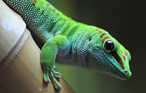 Memory für Erwachsene Puzzle 2000 Teile Tier Eidechse Gecko 70x100CM von FPTZL