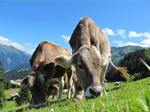 Puzzle für Erwachsene, 2000 Teile, Tiere-Rinder-Landschaft-Kühe-64231, 100 x 70 cm Puzzle für Erwachsene, 2000 Teile, Tiere-Rinder-Landschaft-Kühe-64231, 100 x 70 cm von FPTZL