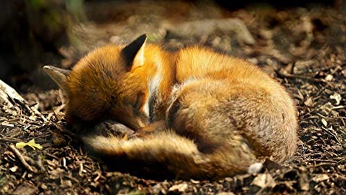 Puzzles 1000 Teile Schlafender Fuchs Puzzles Für Erwachsene, Vatertagsgeschenk-1000 Teile 38x26CM Puzzles 1000 Teile Schlafender Fuchs Puzzles Für Erwachsene, Vatertagsgeschenk-1000 Teile 38x26CM von FPTZL