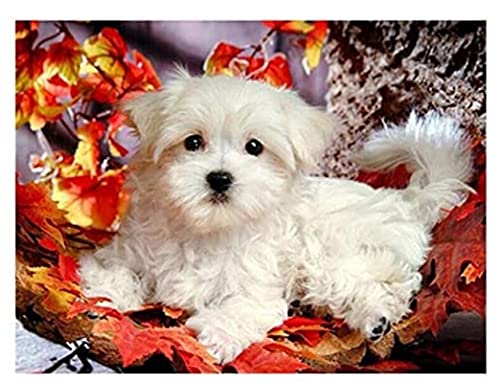 Puzzles 2000 Teile Zusammenbau Bild Malteser Hunde Poster Erwachsene Spiele Lernspielzeug Cz031Vy 70x100CM von FPTZL