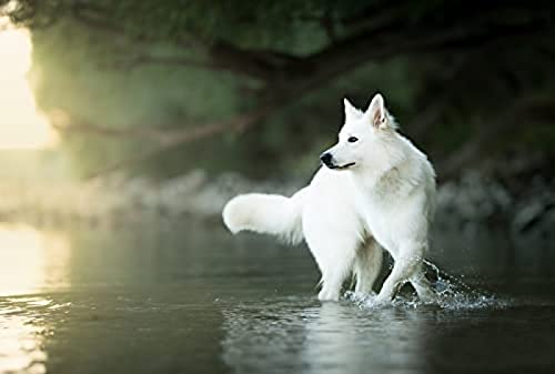 Weißer Schweizer Schäferhund-Puzzle 1000 Teile für Erwachsene und Jugendliche, Puzzle für Kinder, empfohlen für Erwachsene und Kinder zur Interaktion, DIY-Spiel, Geschenk 26 x 38 cm 70 x 50 cm von FPTZL