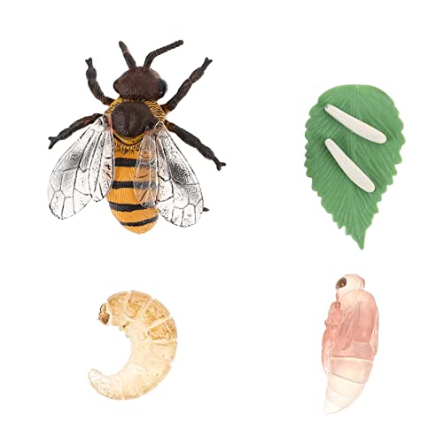 FRCOLOR 1 Satz Bienenwachstumsmodell Pädagogisches für Plastisches Insekten Lebenszyklus Modell Kognitive Figuren für Biologisches Lernen und Rollenspiele FRCOLOR 1 Satz Bienenwachstumsmodell Pädagogisches für Plastisches Insekten Lebenszyklus Modell Kognitive Figuren für Biologisches Lernen und Rollenspiele von FRCOLOR