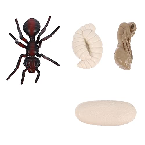 FRCOLOR 1 Satz Imitationsmodell von Roten Ameisen mit Lernspielzeug für des Biologischen Verständnisses Kognitiven Fähigkeiten für Experimente im Vorschulalter FRCOLOR 1 Satz Imitationsmodell von Roten Ameisen mit Lernspielzeug für des Biologischen Verständnisses Kognitiven Fähigkeiten für Experimente im Vorschulalter von FRCOLOR