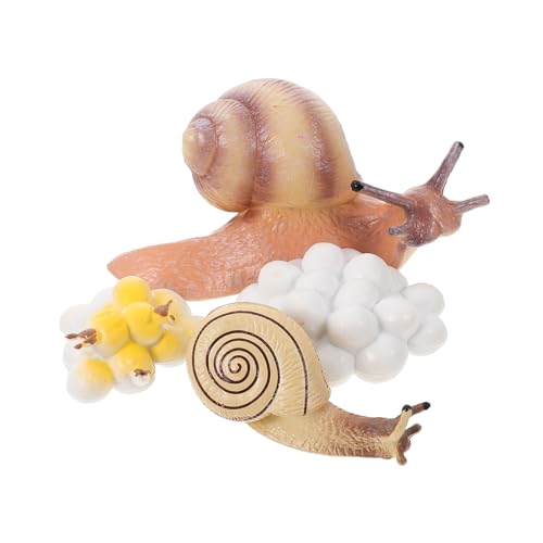 FRCOLOR 1 Satz Schneckenwachstumsmodell Pädagogisches für des Frühen Lernens Realistische Nachbildung des Schneckenlebenszyklus für Kreatives Spiel und Naturerkundung FRCOLOR 1 Satz Schneckenwachstumsmodell Pädagogisches für des Frühen Lernens Realistische Nachbildung des Schneckenlebenszyklus für Kreatives Spiel und Naturerkundung von FRCOLOR