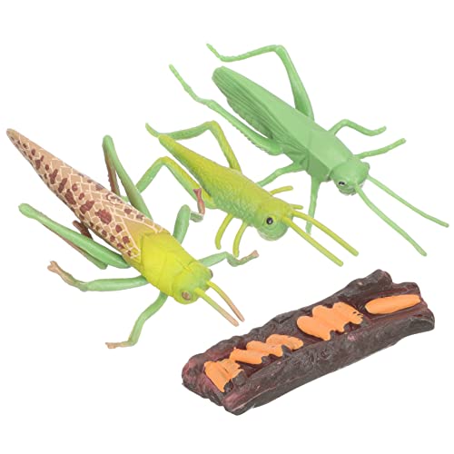 FRCOLOR 1 Satz Tierwachstumszyklus Modellspielzeug für Teiliges Lernspielzeug zur Frühen Bildung über Lebenszyklus von Tieren für Vorschulkinder und Naturentdecker von FRCOLOR