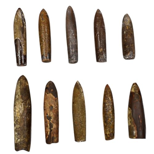 FRCOLOR 10 Stück Belemniten Fossilien Wissenschaftsornament für Labor und Unterricht für Dekoration und Materialsammlung Geeignet für Bildungszwecke und Kindergeburtstage FRCOLOR 10 Stück Belemniten Fossilien Wissenschaftsornament für Labor und Unterricht für Dekoration und Materialsammlung Geeignet für Bildungszwecke und Kindergeburtstage von FRCOLOR