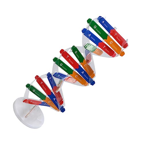 FRCOLOR 1Satz DNA Modell Bausatz für Interaktives Lernspielzeug zur Anschaulichen Darstellung der Doppelhelixstruktur für Unterricht und Kreative Experimente FRCOLOR 1Satz DNA Modell Bausatz für Interaktives Lernspielzeug zur Anschaulichen Darstellung der Doppelhelixstruktur für Unterricht und Kreative Experimente von FRCOLOR