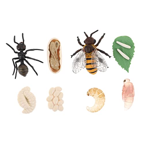 FRCOLOR 2 Sätze Simulation Biene und Wachstumszyklus Modelle Teiliges Lernspielzeug für Pädagogische Figuren für Lebenszyklus Kreatives Naturspielzeug zur Entdeckung der Insektenwelt von FRCOLOR