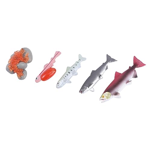 FRCOLOR 4Stücke Lachsmodell Kinderkognitives Frühpädagogisches Modell Erkennung für Kreatives Lernen und Spiel mit Realistischen Details Zufälligen Farben von FRCOLOR