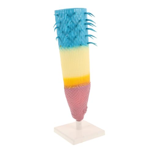 FRCOLOR Corn Root Profile Modell Detailliertes Pflanzenanatomie Lehrmittel Langlebiges Wurzelquerschnitt Modell für Biologieunterricht Bildungsressource für Schüler und Lehrer von FRCOLOR