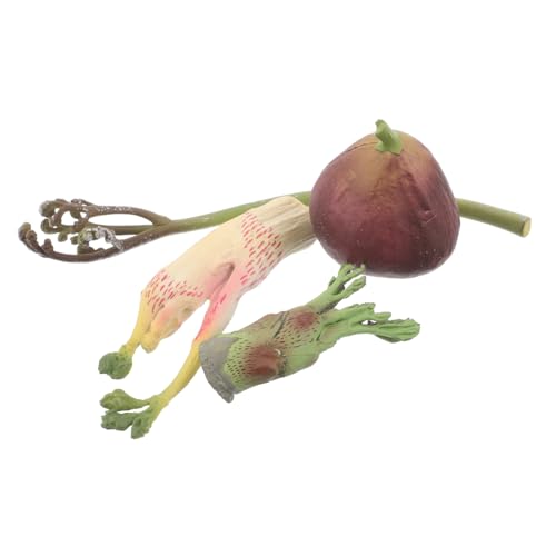 FRCOLOR Für Lernspielzeug Pflanzen Kognitives Modell Pflanzenlebenszyklusmodelle Pflanzenmodelle Lebenszyklusfiguren Künstliche Pflanzen Wissenschaftsspielzeug Pflanzenfiguren von FRCOLOR