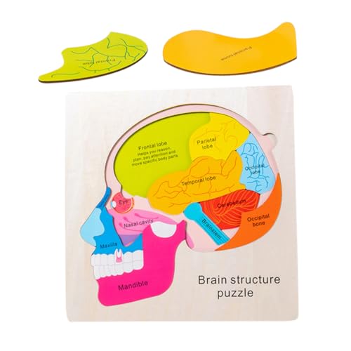 FRCOLOR Holzpuzzle für Gehirnstruktur Lernspielzeug Pädagogisches Puzzle zur Kognitiver Fähigkeiten Interaktives für Eltern Junge Mädchen Spiele für Kleinkinder FRCOLOR Holzpuzzle für Gehirnstruktur Lernspielzeug Pädagogisches Puzzle zur Kognitiver Fähigkeiten Interaktives für Eltern Junge Mädchen Spiele für Kleinkinder von FRCOLOR