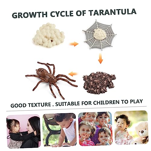 FRCOLOR Lebenszyklus Modell Spider Growth Model Pädagogisches Tierspielzeug Lernspielzeug für Ab Jahre für Frühpädagogik Storytelling Rollenspiele und Unterricht von FRCOLOR