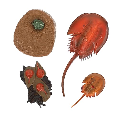 FRCOLOR Organism Modell Lernspielzeug Lebenszyklus Simulation Umweltfreundlich Robust für Früherziehung und Heimdekoration von FRCOLOR