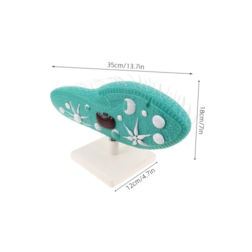 FRCOLOR Paramecium Modell mit Ständer Hochpräzises Biologisches Strukturmodell für Wissenschaftsunterricht Robustes Protozoen Demonstrationsmodell für Mittelstufen Labor und FRCOLOR Paramecium Modell mit Ständer Hochpräzises Biologisches Strukturmodell für Wissenschaftsunterricht Robustes Protozoen Demonstrationsmodell für Mittelstufen Labor und von FRCOLOR