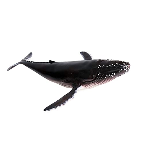 FRCOLOR Realistisches Humpback Whale Modell aus Langlebigem Kunststoff Lebensechte Meerestierfigur als Dekoratives und Sammlung Geeignet für Büro Zuhause und Kreative Meereswelt Deko FRCOLOR Realistisches Humpback Whale Modell aus Langlebigem Kunststoff Lebensechte Meerestierfigur als Dekoratives und Sammlung Geeignet für Büro Zuhause und Kreative Meereswelt Deko von FRCOLOR