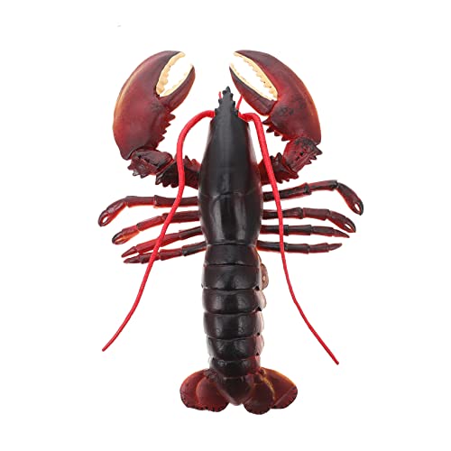 FRCOLOR Realistisches Meeres Tier Hummer Modell Lebensecht Kindgerechtes Lernspielzeug Sammelobjekt Dekoratives Strandspielzeug FRCOLOR Realistisches Meeres Tier Hummer Modell Lebensecht Kindgerechtes Lernspielzeug Sammelobjekt Dekoratives Strandspielzeug von FRCOLOR