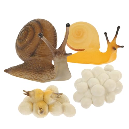 FRCOLOR Snail Growth Modell Realistisches Schnecken Wachstumszyklus Lernspielzeug für Ab Monaten Biologisches Lehrmittel Naturwissenschaften und Kindlichen Entwicklung FRCOLOR Snail Growth Modell Realistisches Schnecken Wachstumszyklus Lernspielzeug für Ab Monaten Biologisches Lehrmittel Naturwissenschaften und Kindlichen Entwicklung von FRCOLOR