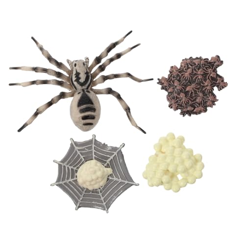 FRCOLOR Tarantula Lebenszyklus Modellset Realistische Wachstumszyklus Figur für Frühe Bildung Umweltfreundliches Plastik Detailliertes Lernspielzeug für Partys und Bildungsprojekte von FRCOLOR
