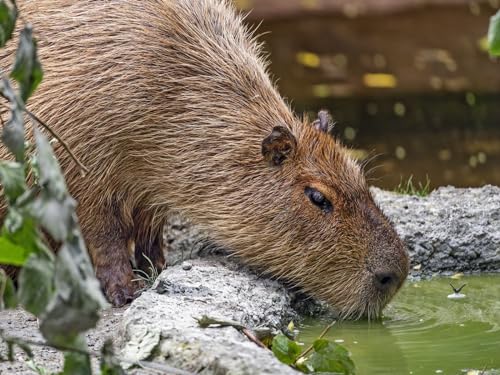 1000 Stück Puzzles für Kinder im Alter von 12 Jahren,-Wasserschwein, Tier, Steine 70x50cm 1000 Stück Puzzles für Kinder im Alter von 12 Jahren,-Wasserschwein, Tier, Steine 70x50cm von FRUKAT