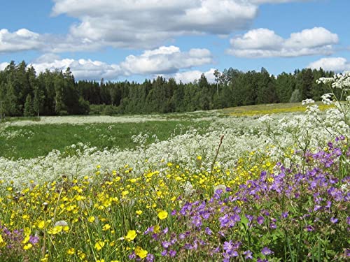 1000 Teile Erwachsenenpuzzle ab 14 Jahren, Blumen Butterblumen 75x50cm 1000 Teile Erwachsenenpuzzle ab 14 Jahren, Blumen Butterblumen 75x50cm von FRUKAT