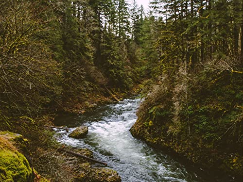 1000 Teile Erwachsenenpuzzle ab 14 Jahren, Fluss Bach Steine 75x50cm 1000 Teile Erwachsenenpuzzle ab 14 Jahren, Fluss Bach Steine 75x50cm von FRUKAT