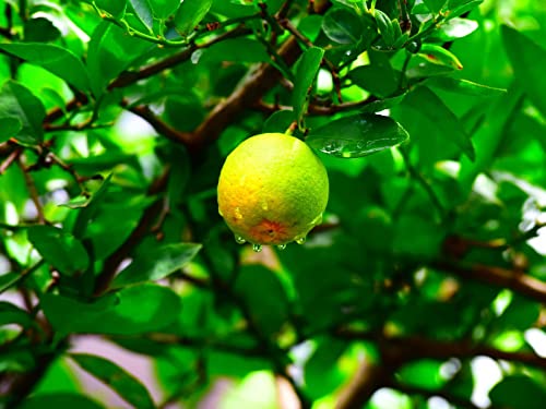 1000 Teile Erwachsenenpuzzle ab 14 Jahren, Frucht Nasstropfen 75x50cm 1000 Teile Erwachsenenpuzzle ab 14 Jahren, Frucht Nasstropfen 75x50cm von FRUKAT