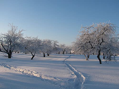 1000 Teile Erwachsenenpuzzle ab 14 Jahren, Gartenspuren 75x50cm 1000 Teile Erwachsenenpuzzle ab 14 Jahren, Gartenspuren 75x50cm von FRUKAT