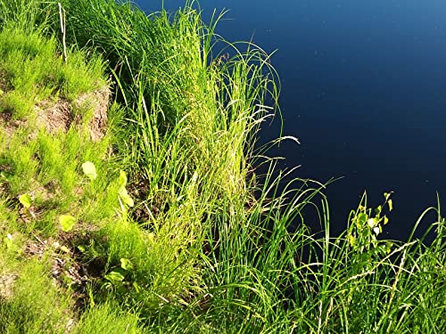 1000 Teile Erwachsenenpuzzle ab 14 Jahren, Grasküstenoberfläche 75x50cm von FRUKAT