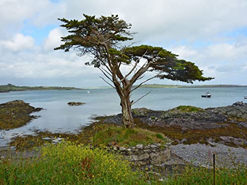 1000 Teile Erwachsenenpuzzle ab 14 Jahren, Irland Küstenbaum 75x50cm 1000 Teile Erwachsenenpuzzle ab 14 Jahren, Irland Küstenbaum 75x50cm von FRUKAT