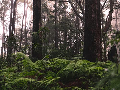 1000 Teile Erwachsenenpuzzle ab 14 Jahren, Wälder Bäume Farn 75x50cm 1000 Teile Erwachsenenpuzzle ab 14 Jahren, Wälder Bäume Farn 75x50cm von FRUKAT