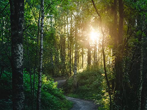 1000 Teile Erwachsenenpuzzle ab 14 Jahren, Wälder Bäume Pfad 75x50cm 1000 Teile Erwachsenenpuzzle ab 14 Jahren, Wälder Bäume Pfad 75x50cm von FRUKAT
