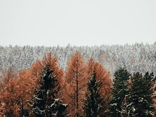 1000 Teile Erwachsenenpuzzle ab 14 Jahren, Wälder Bäume Schnee 75x50cm von FRUKAT
