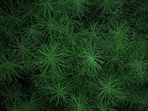 1000 Teile Puzzle,Farbenfrohes Puzzle für Erwachsene und Kinder ab 14 Jahren - Grasgrünpflanze 75x50cm von FRUKAT