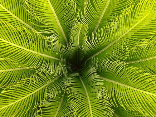 1000 Teile Puzzle,Farbenfrohes Puzzle für Erwachsene und Kinder ab 14 Jahren-Palme, Blätter, Zweige, Tropisch 75x50cm 1000 Teile Puzzle,Farbenfrohes Puzzle für Erwachsene und Kinder ab 14 Jahren-Palme, Blätter, Zweige, Tropisch 75x50cm von FRUKAT