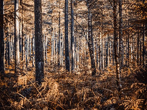 1000 Teile Puzzle,Geschicklichkeitsspiel für Die Ganze Familie, Wälder Bäume Kiefern 75x50cm von FRUKAT